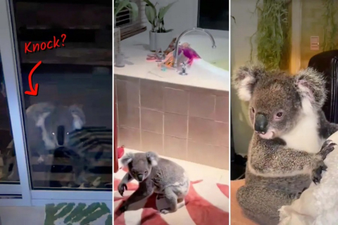 «Самый милый гость в мире»: Дикая коала пришла в семью, осталась на 15 минут и даже устроилась на кровати