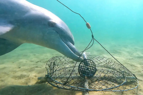 Редкое видео фиксирует «самое интригующее поведение дельфинов», когда они похитили наживку у краболовов