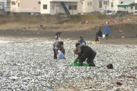 Тисячі тонн мертвих сардин викинуло на берег на півночі Японії (ВІДЕО)