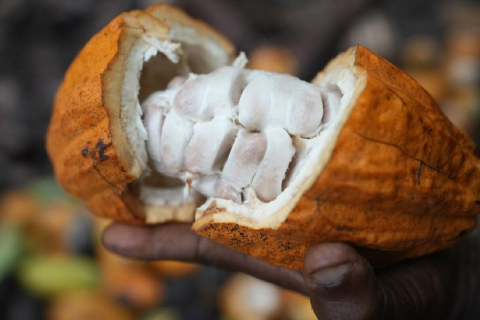 У лісовому заповіднику в Нігерії незаконно вирощують какао для продажу великим компаніям (ВІДЕО)