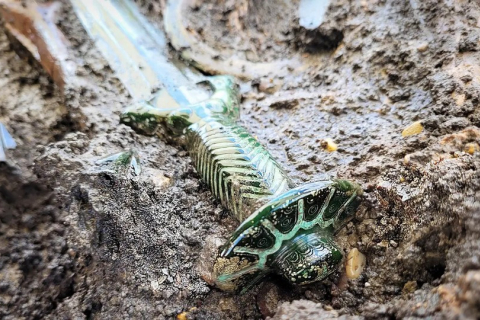 Німецькі археологи знайшли 3000-річний меч бронзової доби, який добре зберігся (ФОТО)