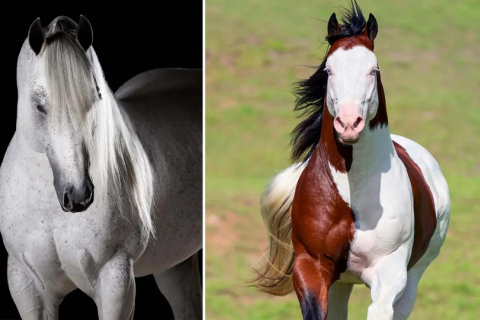Чоловік перетворив свою любов до коней на величне мистецтво та поділився захопливими фотографіями зі світом