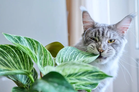 Некоторые комнатные растения могут нанести вред здоровью вашей кошки