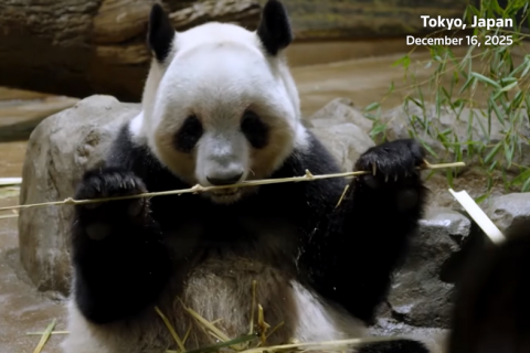 Шанувальники панд-близнюків в Японії засмучені їх майбутнім відправленням до Китаю (ВІДЕО)