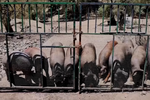 Іспанія планує відстріл диких кабанів на тлі спалаху чуми свиней, яка вдарила по експорту (ВІДЕО)