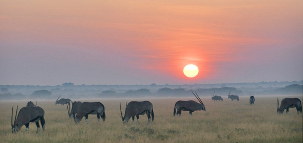 Национальный парк Калахари-Гемсбок — одно из самых тихих мест планеты. Фото: central-kalahari.botswana.co.za