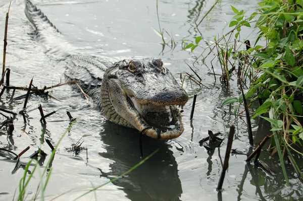 найбільші відкриття серпня, крокодил