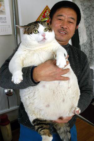 Самые толстые коты в мире