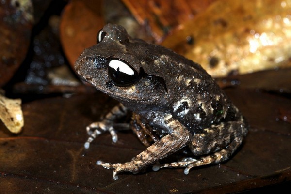 Жаба «Інь-Ян» «Leptobrachium leucops». Фото: Jodi J. L. Rowley/Australian Museum