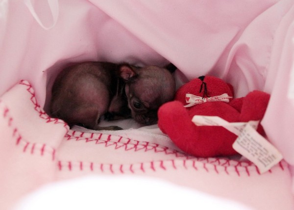 Самые маленькие собаки нашего мира: кроха Милли. Фото: Juan Alicea/END