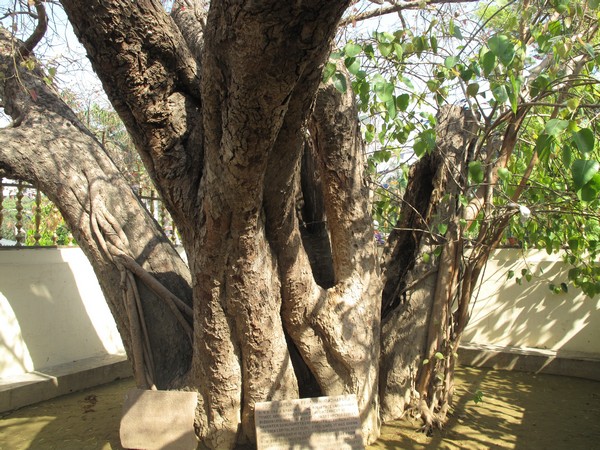 Дерево бодхі, під яким Шак'ямуні досяг просвітління. Фото: Ігор Борзаковський/Велика Епоха