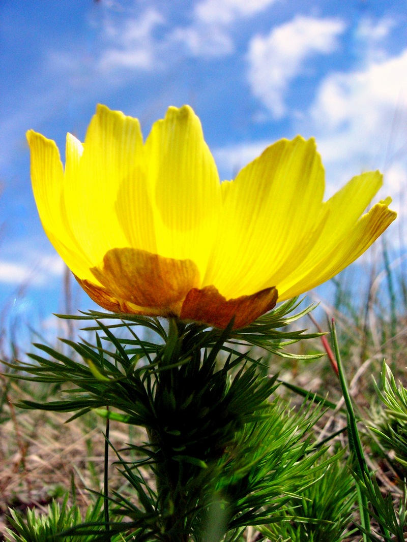 Квітка горицвіту. Фото: Алла Лавриненко/Велика Епоха