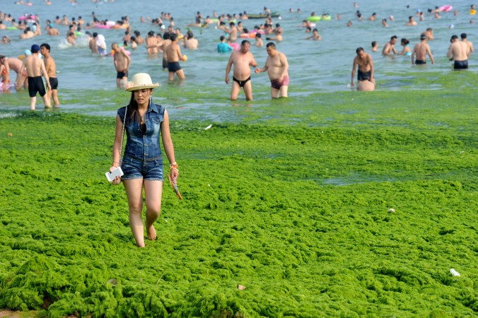 Туристы на пляже, покрытом толстым слоем зелёных водорослей в городе Циндао провинции Шаньдун, Китай. Более 20 тысяч тонн такой водоросли уже удалено с городских пляжей. Фото: ChinaFotoPress via Getty Images