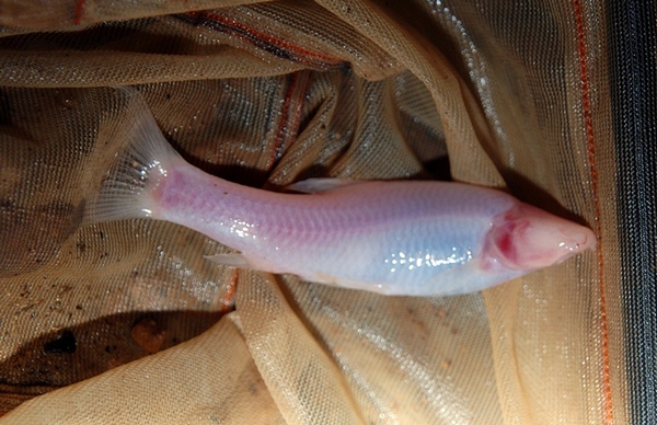 Підземна сліпа риба «Bangana musaei». Фото: Helmut Steiner/wwf.org