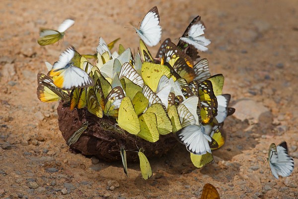 Визначні місця Таїланду: метелики в Національному парку. Каенг Крачан Фото: JJ Harrison/tomclarkblog.blogspot.com
