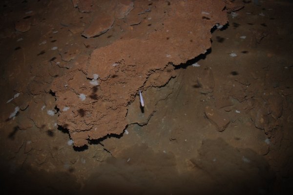 Сліпа риба пливе в підземній ріці. Фото: Helmut Steiner/wwf.org