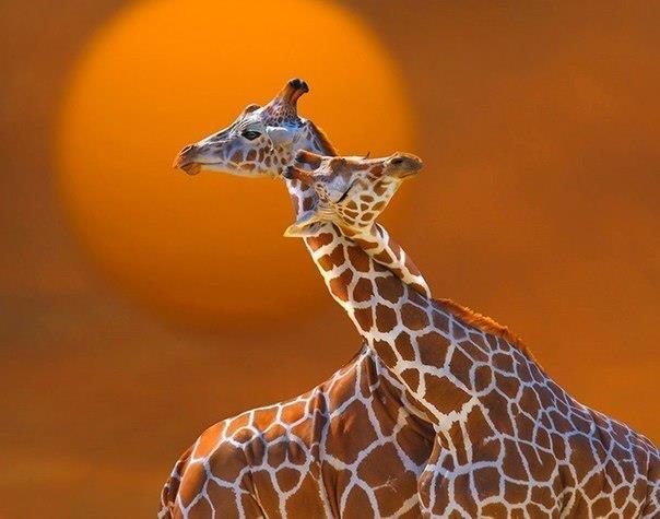 Заповідник Селус ще називають &laquo;парком жираф&raquo;. Фото: facebook.com/biorussia