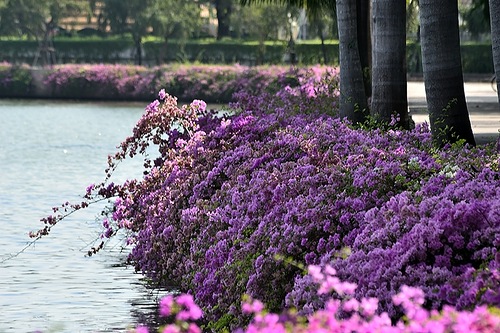 Визначні місця Таїланду: Бенжакіті парк. Фото: milochka1000/asiasabai.ru