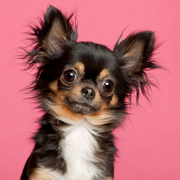 Самая маленькая собака в мире — чихуахуа.