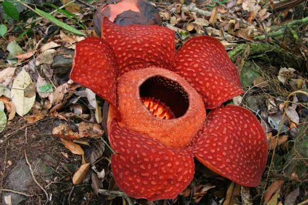 Найбільша квітка в світі — рафлезія. Фото: Kira Kaplinski/photos.com