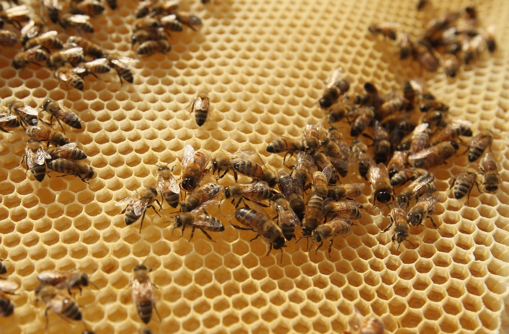 Пчелы+мед