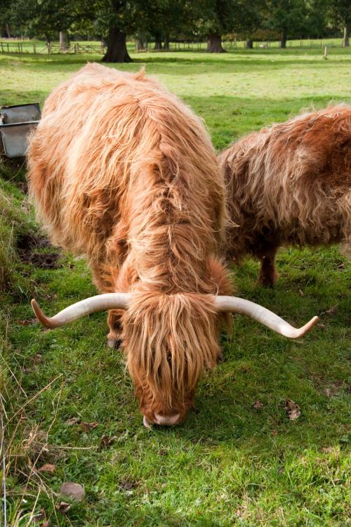 Шотландия: Хайлендские коровы с длинными челками и густой шерстью.