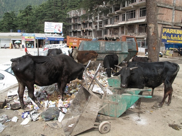 Коровы и мусор на улицах Индии &mdash; обычное дело. Фото: Игорь Борзаковский/Великая Эпоха