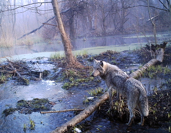 chernobyl-wolf-photo.jpg