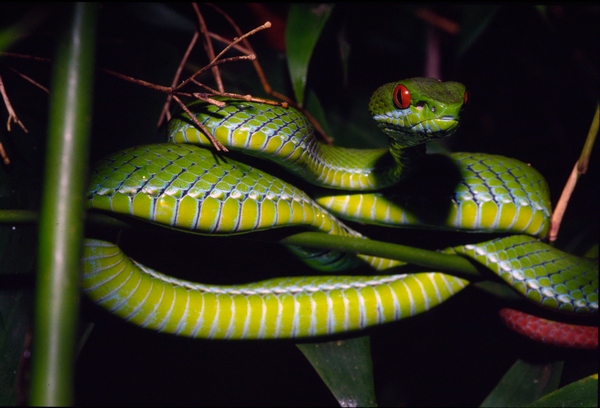 Зелена ямкоголова змія з очима рубінового кольору («Trimeresurus rubeus»). Фото: Peter Paul van Dijk/Darwin Initiative