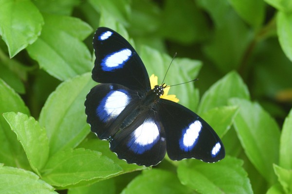 Найбільші та найкрасивіші метелики Борнео. Фото: Hugh Lansdown/photos.com