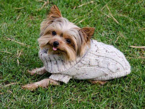 Найменші собаки у світі: йоркширський тер’єр Люсі. Фото: Книга рекордів Гіннеса