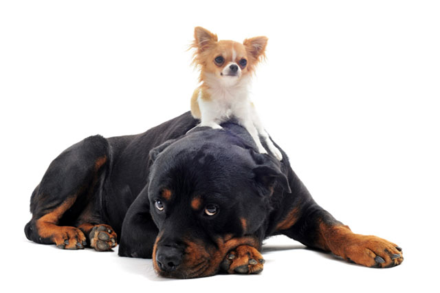 Найменший собака у світі — чихуахуа.