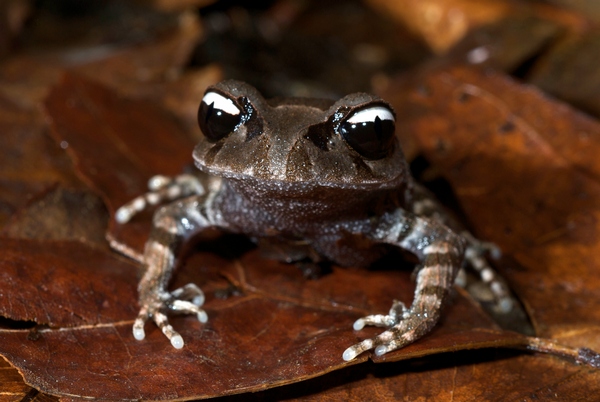 Жаба «Інь-Ян» «Leptobrachium leucops». Фото: Jodi J. L. Rowley/Australian Museum