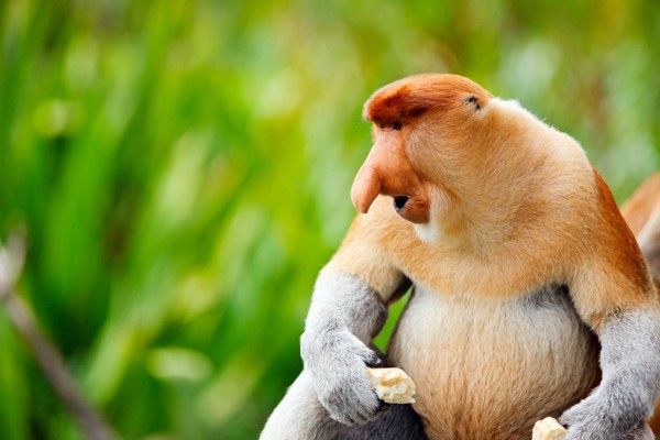 Найбільш незвичайні мавпи — носачі. Фото: BlueOrange Studio/photos.com