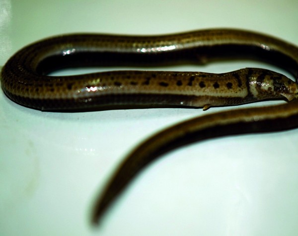 Двонога ящірка «Jarujinia bipedalis». Фото: Michael Cota/wwf.org
