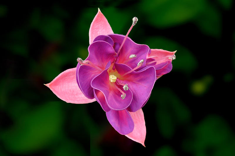 Красавица-фуксия. Фото: User:O'Dea/en.wikipedia.org