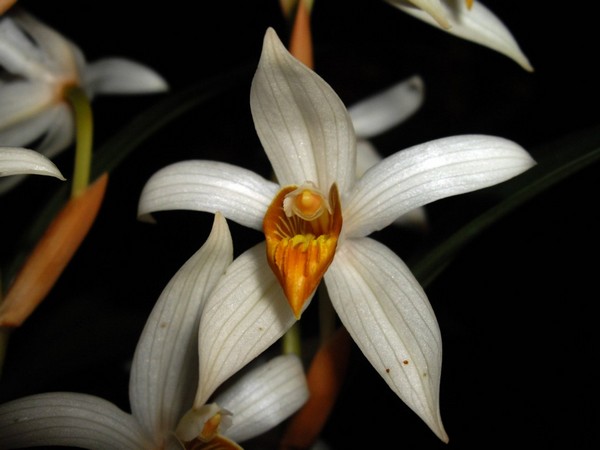 Орхидея «Целогина с толстыми шипами». Фото: John Varigos/wwf.org