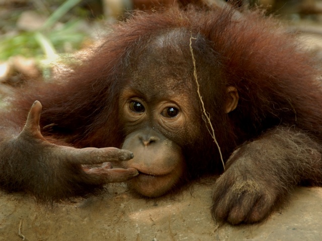 Самбоджа Лестари &mdash; заповедник для орангутангов. Фото: orang-utans.org