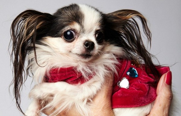 Найменші собаки: чихуахуа Бу-Бу. Фото: Книга рекордів Гіннеса