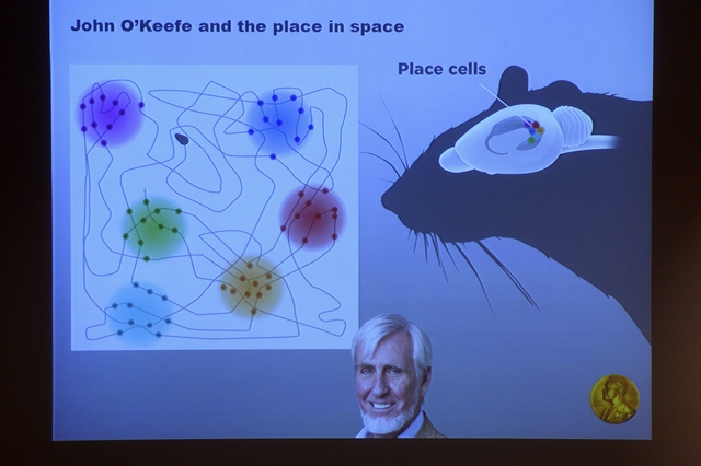 Первые экспериментальные исследования были проведены Дж. О’Кифом, который открыл «клетки места» в гиппокампе. 