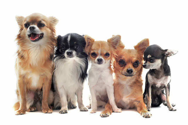 Найменший собака у світі: різновиди чихуахуа.