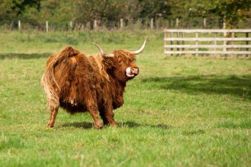 Шотландия: Хайлендские коровы с длинными челками и густой шерстью.